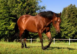 Virus del Nilo en Huelva: Almonte pasa a nivel de riesgo 4 tras detectarse en El Rocío un caso en un caballo