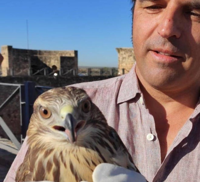 Las aves se han rehabilitado en el centro Marismas del Odiel