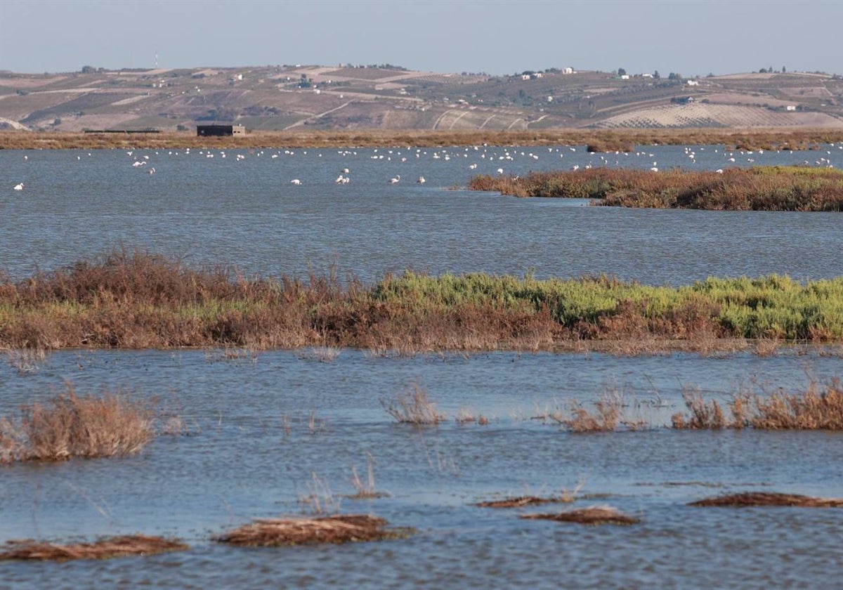 Vistas de la finca «Veta La Palma» que la Junta va a comprar para ampliar el terreno de Doñana