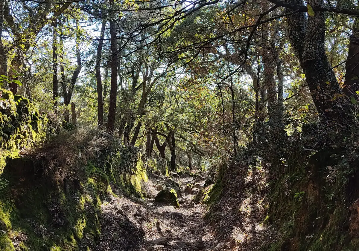 Un sendero se abre paso entre la vegetación en mitad de la Sierra de Huelva