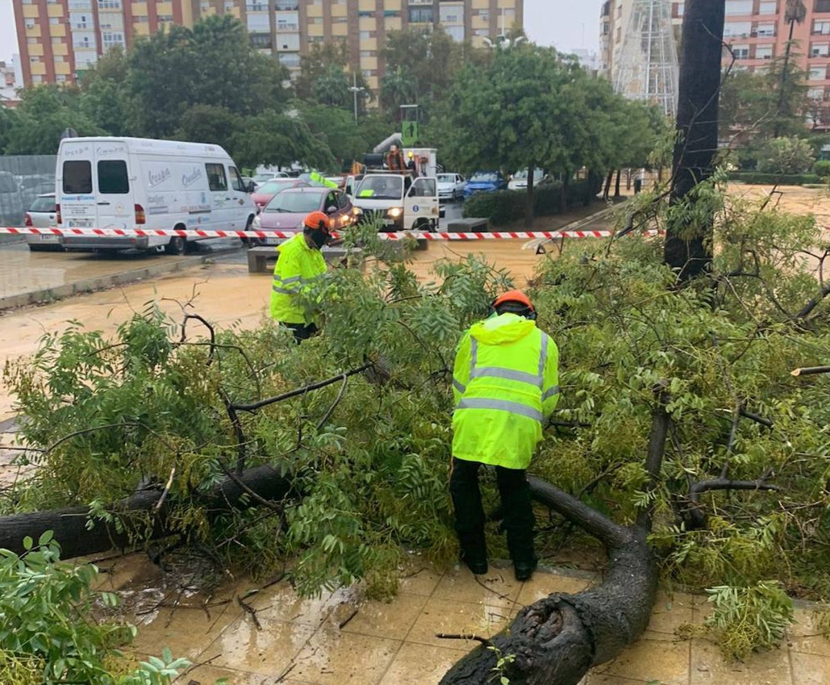 Uno de los árboles caídos por el fuerte temporal este jueves en la Plaza Houston de Huelva