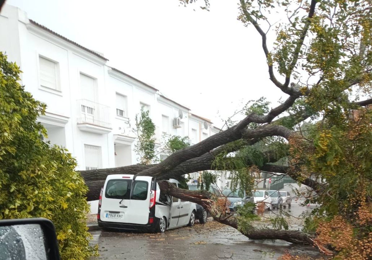 Árbol caído sobre un coche en Cartaya