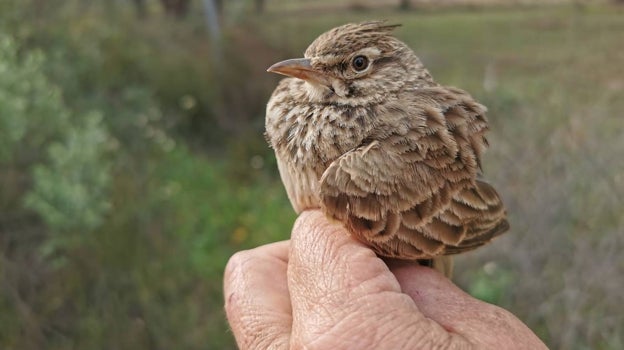 Un ejemplar de cogujada recuperada en el entorno de Doñana