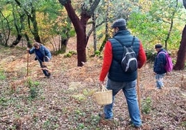 La Sierra de Aracena, un paraíso micológico para la gastronomía y la ciencia único en Europa