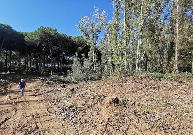 Bosque recién cortado en Hinojos