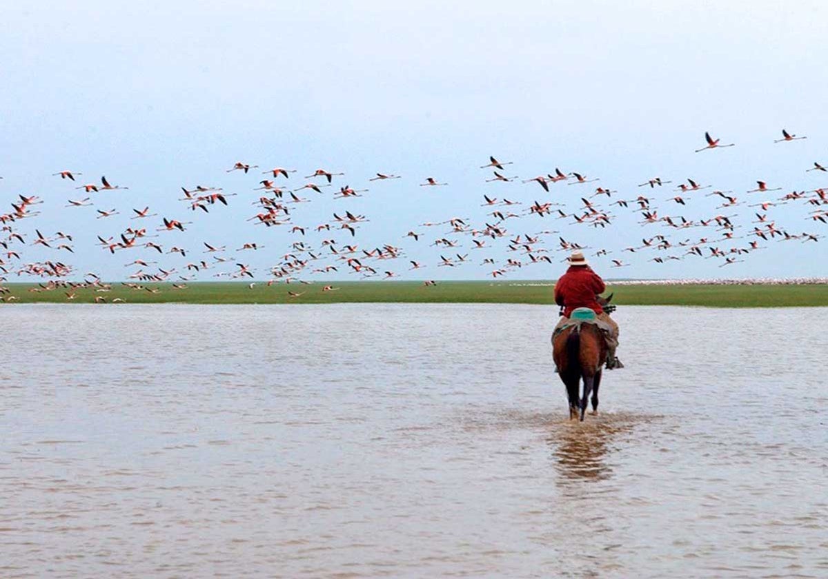 Ornitólogo censa aves acuáticas en las Marismas del Guadalquivir