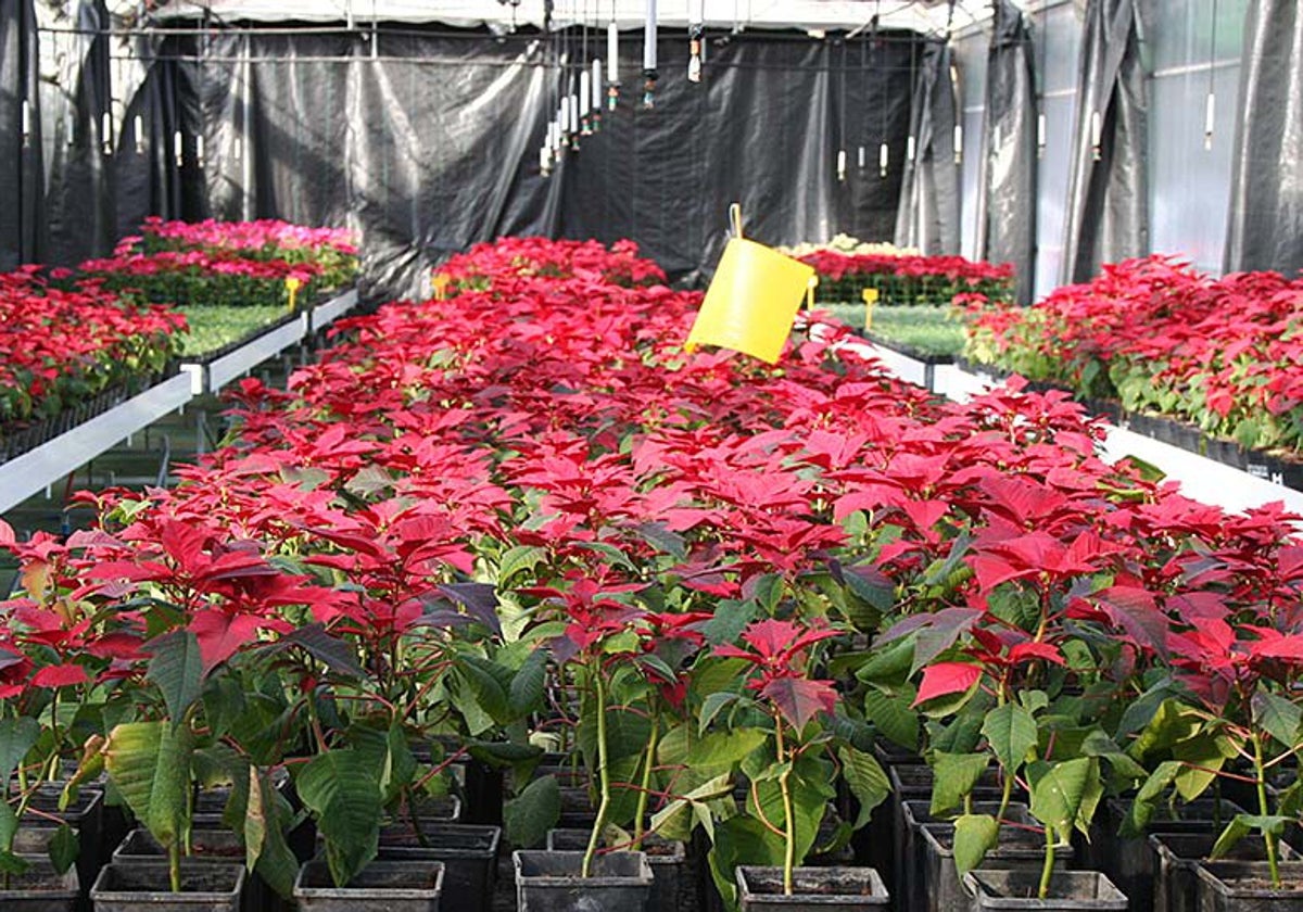 Flores de Pascua en el vivero provincial