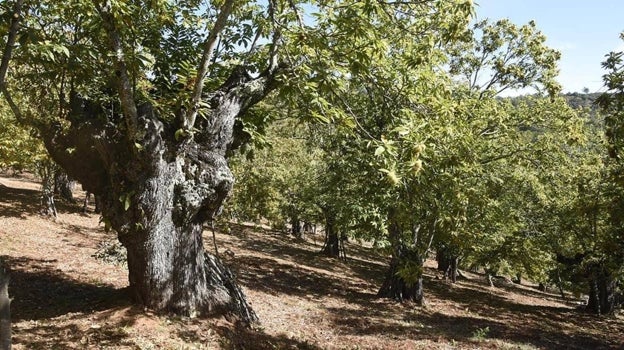 Explotación de castaños en la Sierra de Aracena