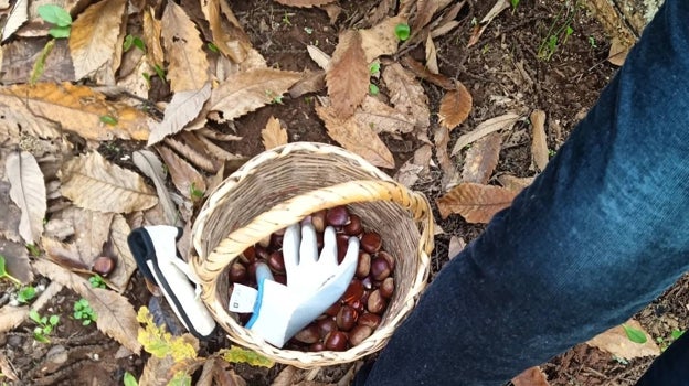 Cesta con castañas