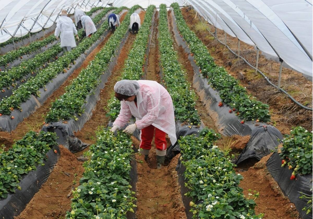 Campo de fresas en el entorno de Doñana