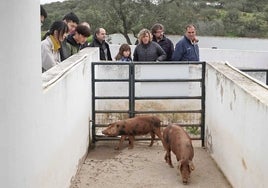 La Diputación de Huelva pone en valor el rito de la matanza con unas jornadas divulgativas en El Almendro