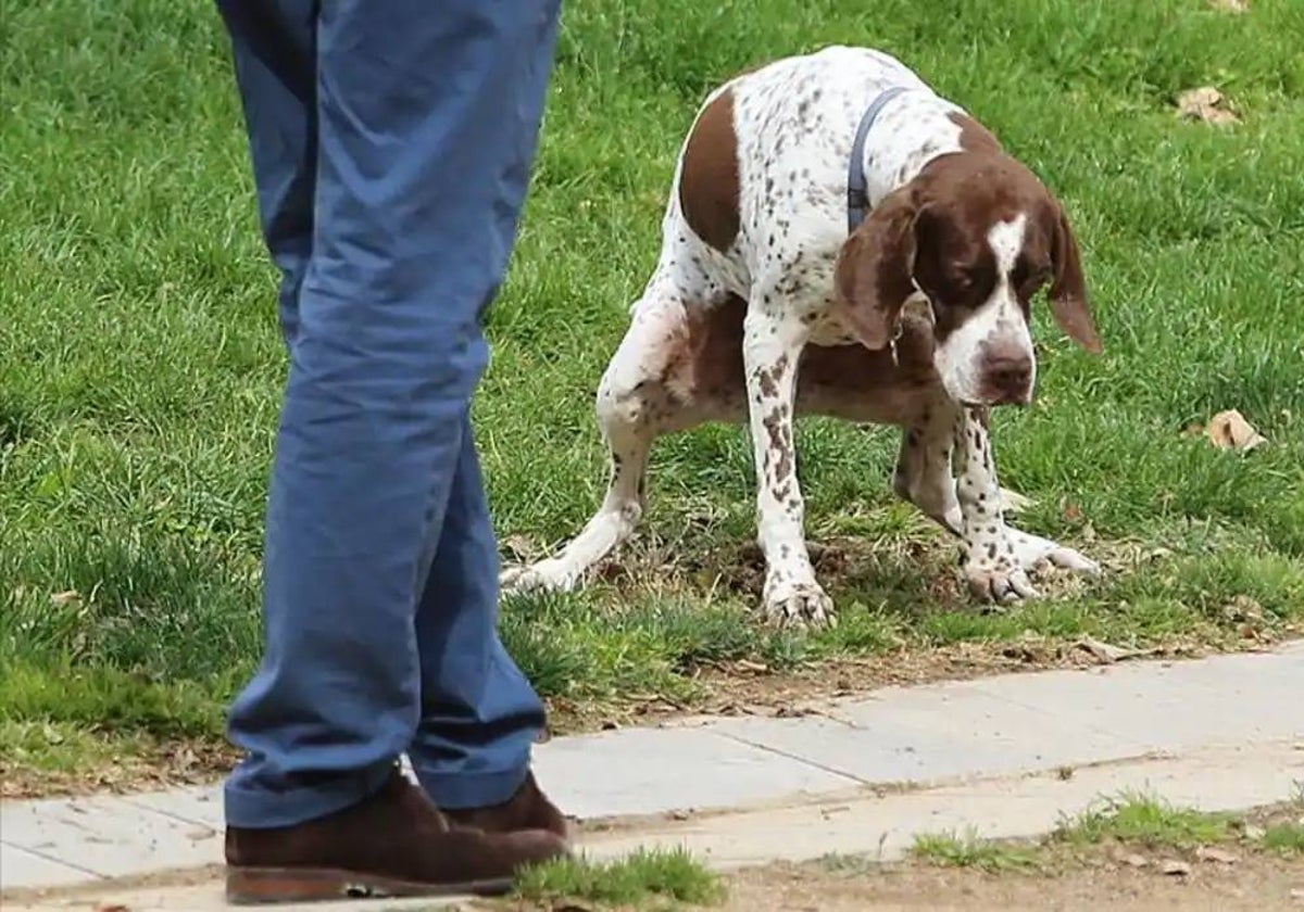 Un perro haciendo sus necesidades en la vía pública
