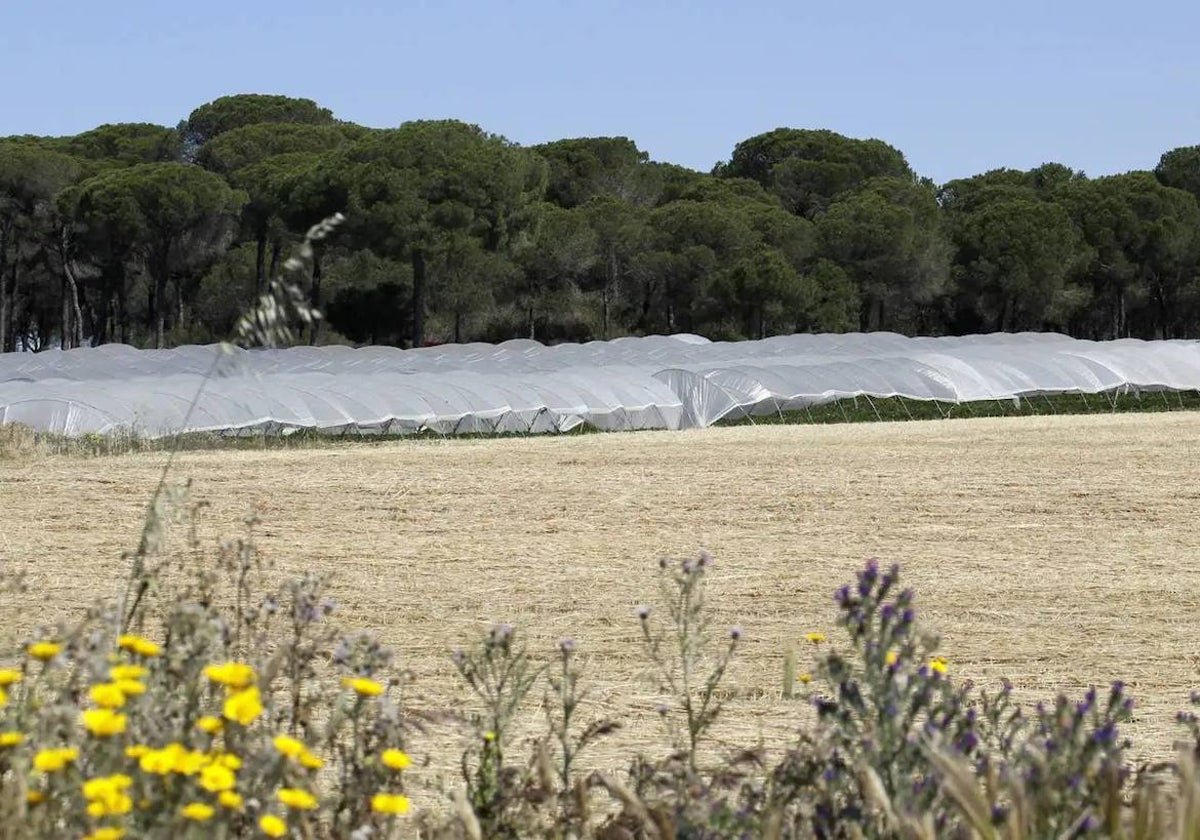 Cultivos en el entorno de Doñana