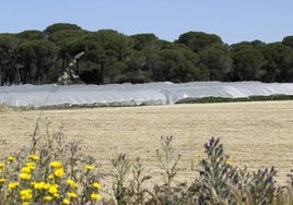 Principio de acuerdo entre la mayoría de los municipios para repartirse las ayudas del plan Doñana
