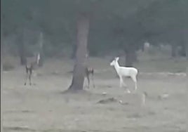 Así es el extraordinario ciervo albino que se ha dejado ver en Doñana