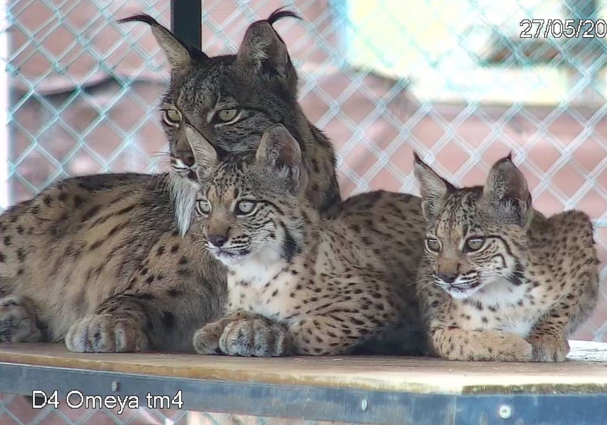 Cachorros de lince ibérico en una imagen de archivo