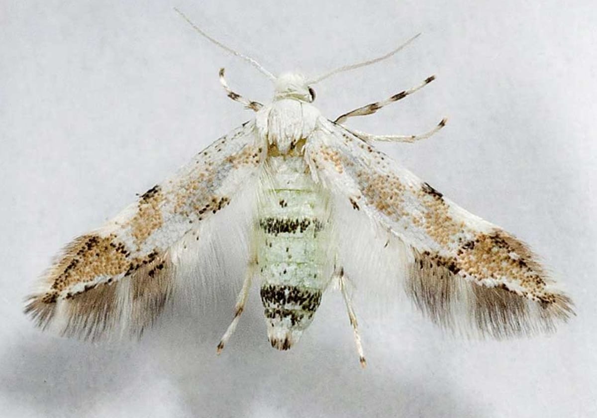 Lourdesiella falcatum. Nueva especie de lepidóptero encontrada en la Sierra de Aracena y Picos de Aroche