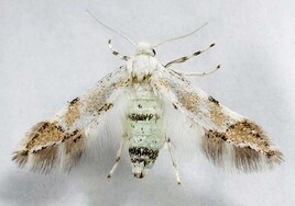 Un investigador de la UHU descubre una nueva especie de lepidóptero en la sierra  de Huelva