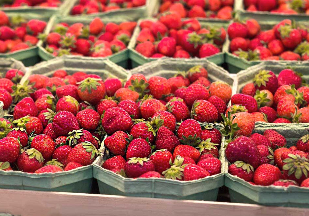 Fresas listas para su venta