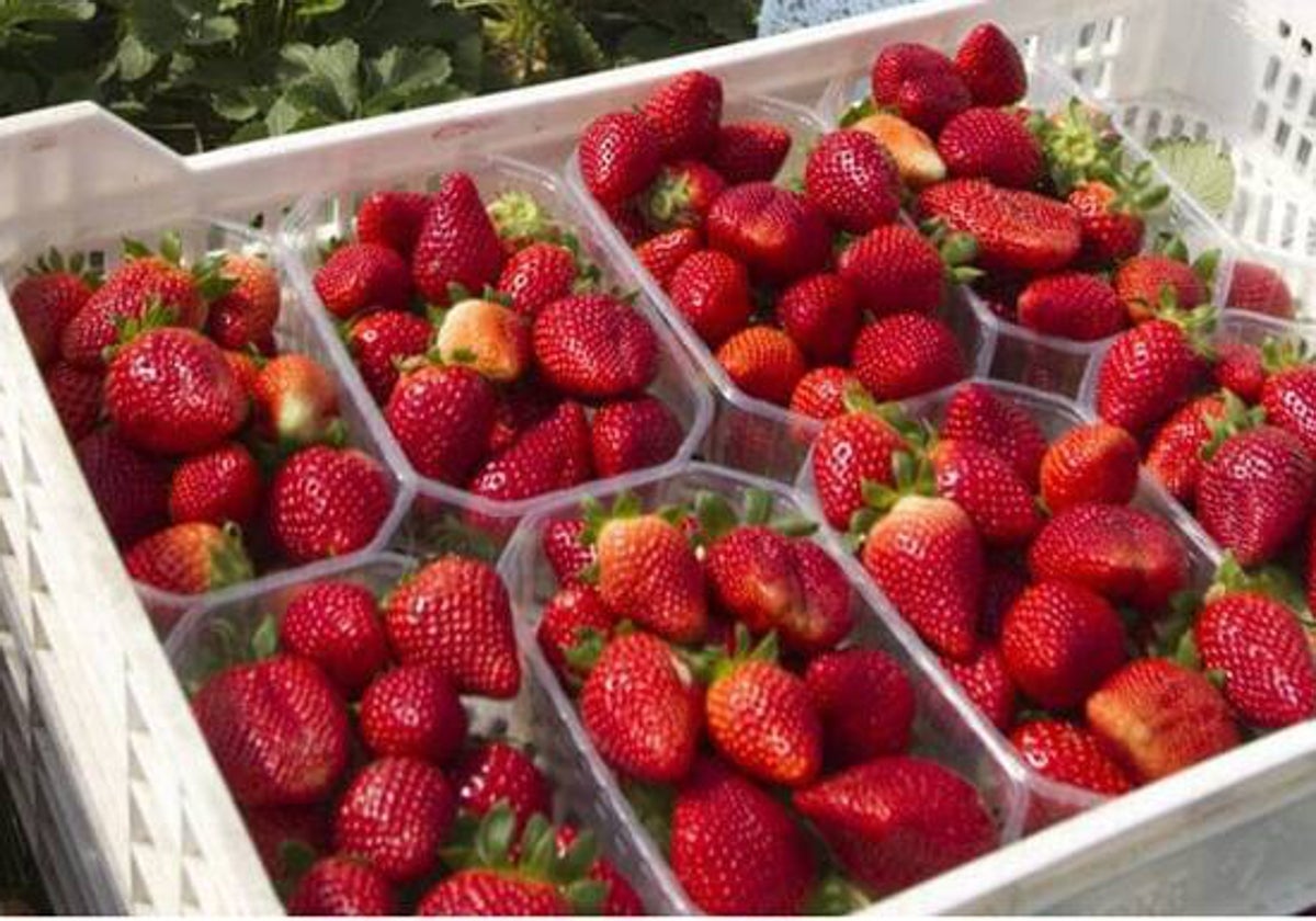 Tarrinas de fresas recién recogidas