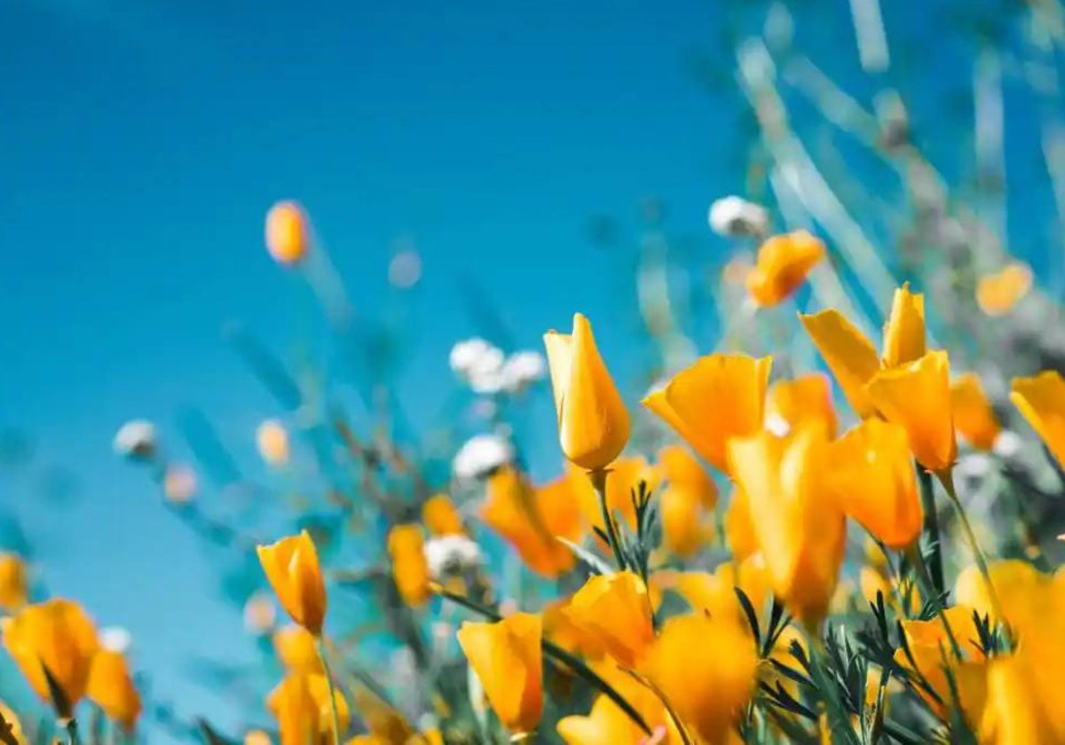 Ahora sí, primavera y cielo al fin en la provincia de Huelva