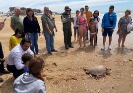 Manuela, la tortuga boba que ha vuelto al mar en Punta Umbría