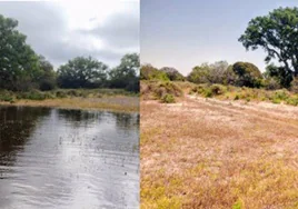 Las altas temperaturas causan que las lagunas y las marismas de Doñana pierdan agua «con rapidez»