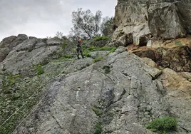 Puebla de Guzmán cuenta con más de 300 ejemplares del geranio de roca