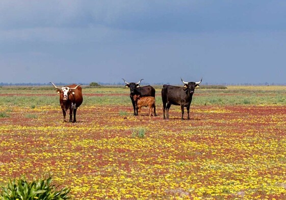 Varias reses en una pradera alfombrada de margaritas africanas