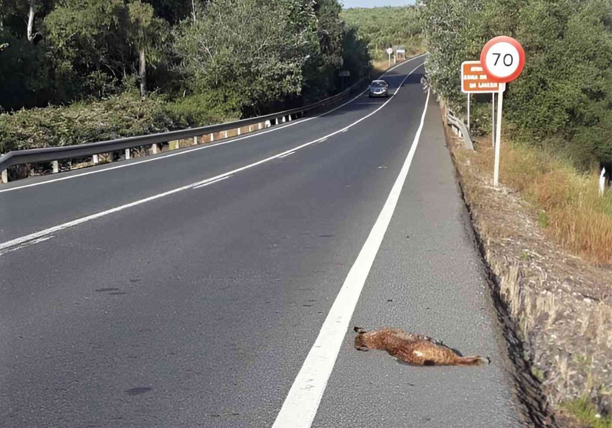 Lince atropellado en una carretera onubense
