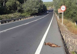 Muere una hembra de lince atropellada en el entorno de la Laguna Primera de Palos