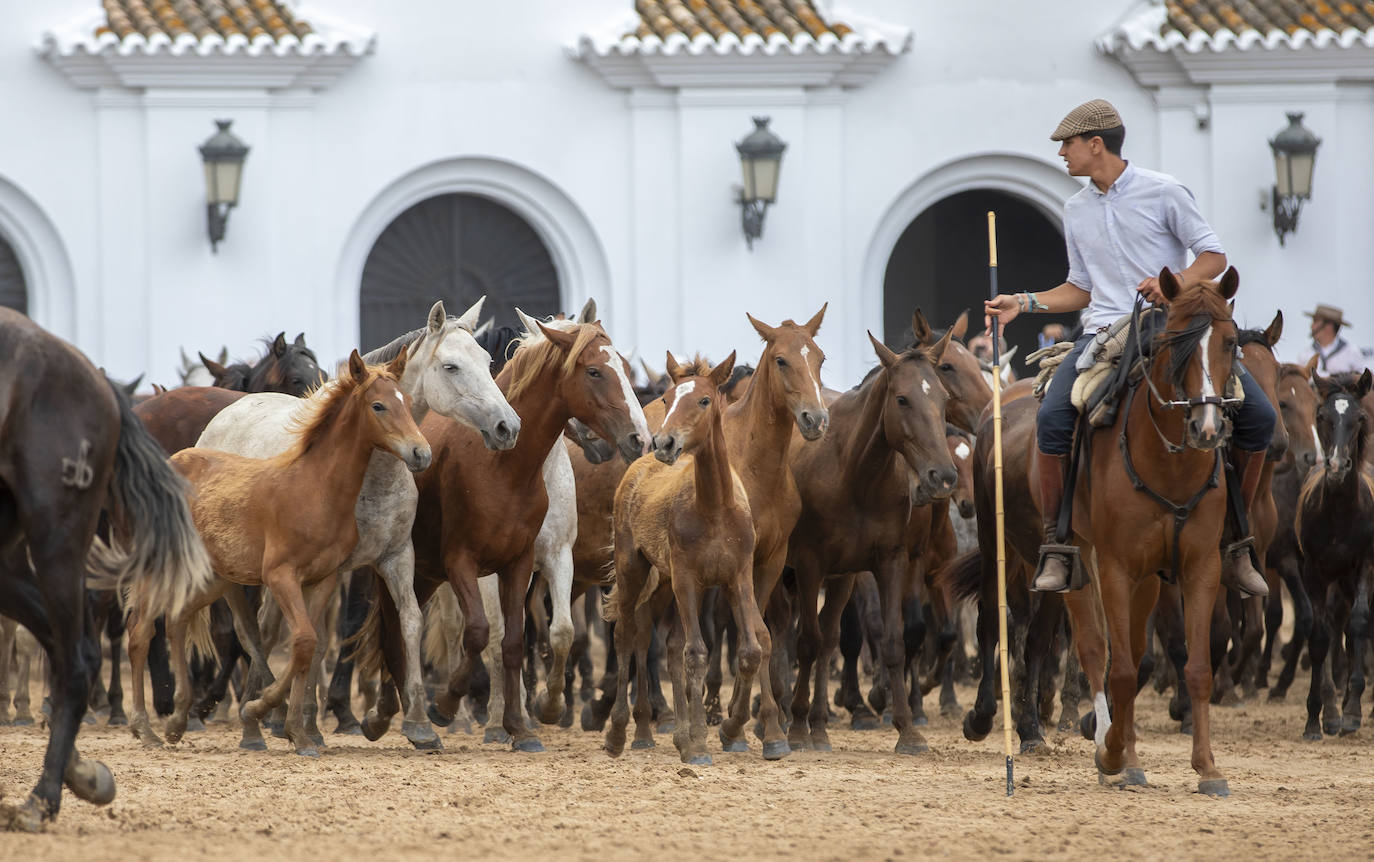 La Saca de las Yeguas 2024, en imágenes