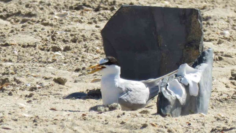 Nido con pollos junto al perímetro señalizado
