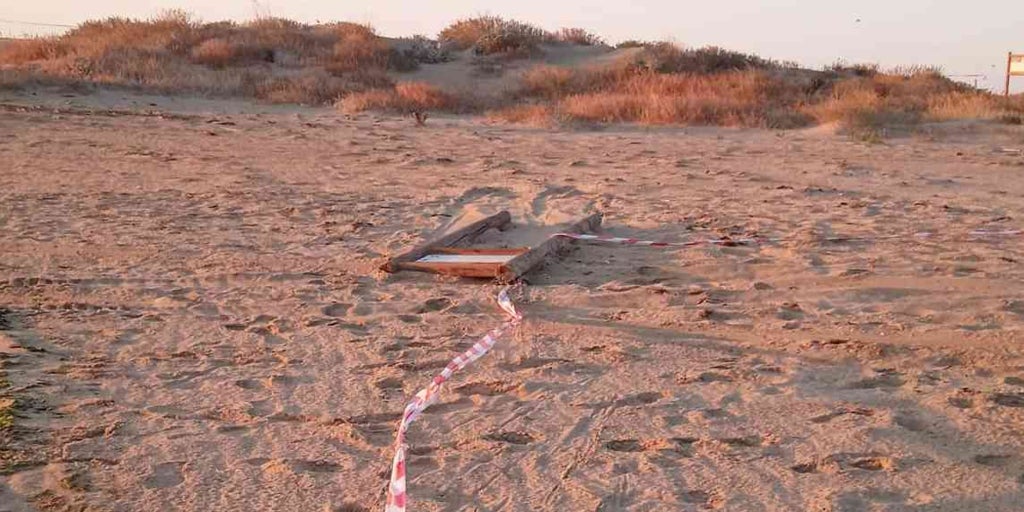 La Colonia De Charrancitos De La Playa Isleña De La Gaviota Paga Cara 