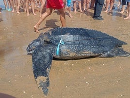 Una tortuga de 500 kilos aparece muerta en la playa de Punta Umbría