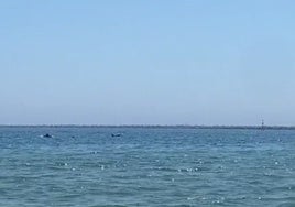 Avistan a un grupo de delfines nadando cerca de la orilla en la Playa de Mazagón
