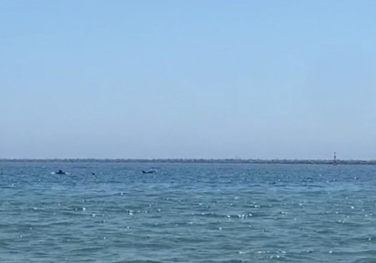 Delfines en la Playa de Mazagón