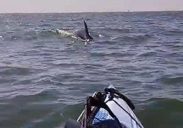 Avistada una manada de delfines en la bocana del puerto de Mazagón