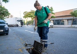 Detectan en mosquitos de Zufre el virus del Nilo, que ya se ha cobrado siete víctimas mortales en Andalucía