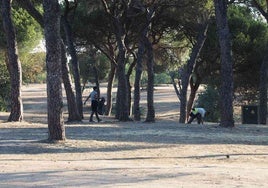 El pinar de La Rábida recupera su aspecto natural tras la Romería de la Virgen de Los Milagros