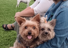 Vuelve a aumentar el número de animales de compañía en los hogares onubenses: Huelva cuenta con 154.580 mascotas registradas
