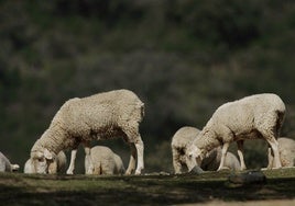 Comienza la vacunación contra la lengua azul en tres puntos de la provincia de Huelva para evitar su propagación