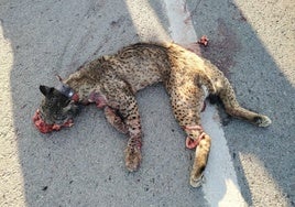 Ecologistas en Acción critica que la Junta silencie las muertes de linces por causas humanas