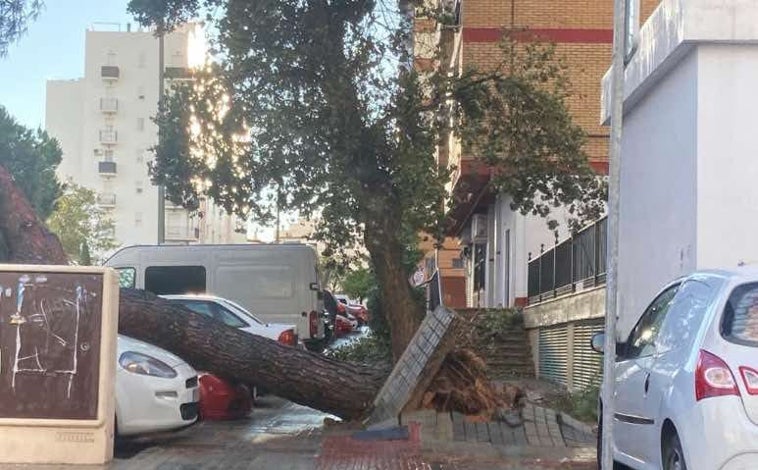 Imagen principal - Árbol caído en la calle del Bachiller e inundaciones en las calle Cala y Avenida Alemania de Huelva