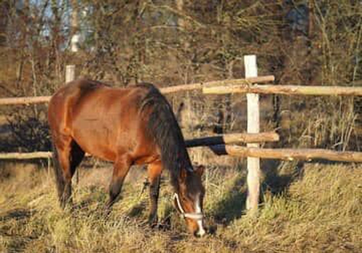 Un caballo en el término municipal de Bonares