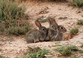 La práctica habitual para favorecer la población de conejo en Doñana, que está en declive