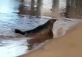 Encuentran a una foca adulta en la ría de Punta Umbría: «Que no la molesten»