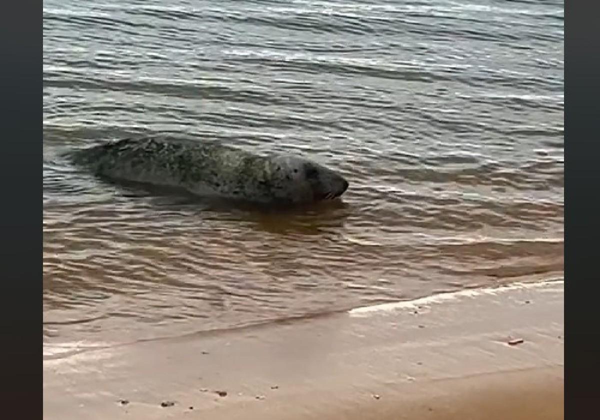 Imagen de la foca que fue vista en la playa de Mazagón