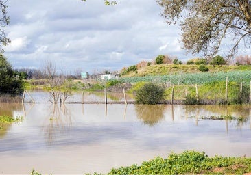 Histórico enero en Doñana: las lluvias acumuladas no se registraban desde hacía una década