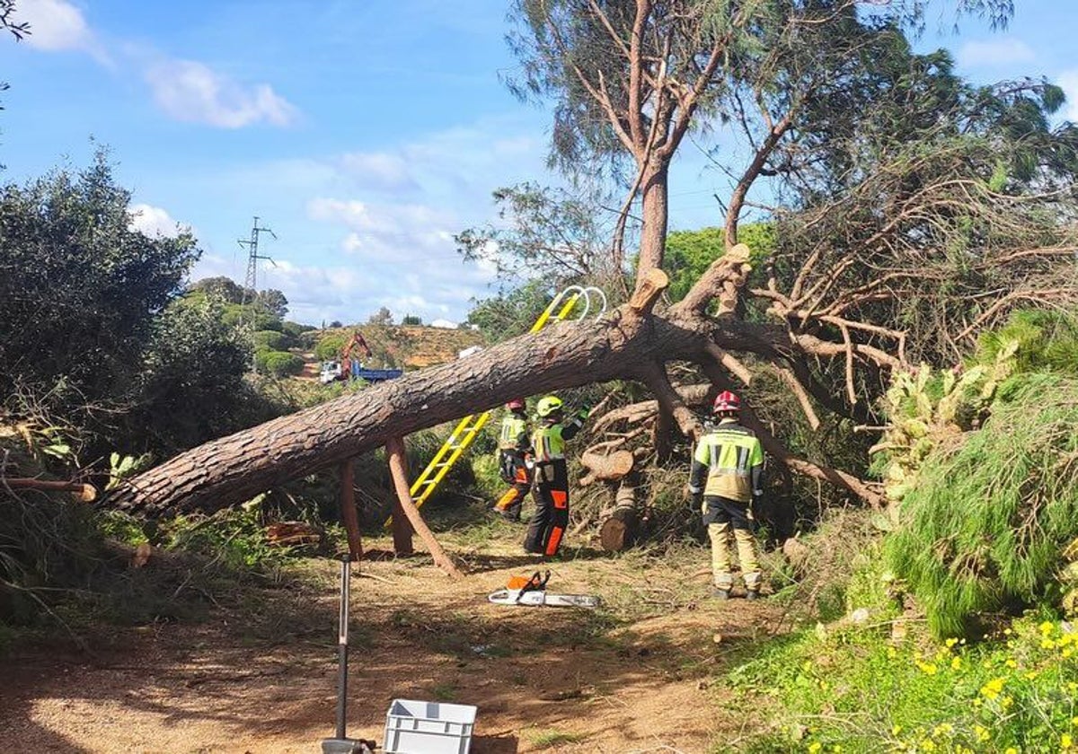 Varios miembros comprobando los daños tras la caída de un árbol este martes después del paso del tornado